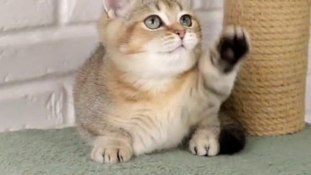 Манчикин