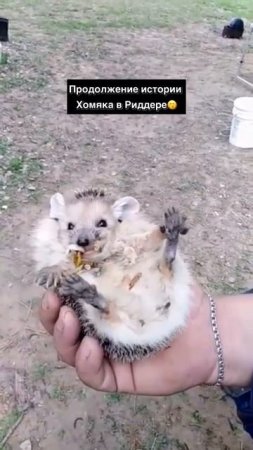 Ежик не головы не ножек