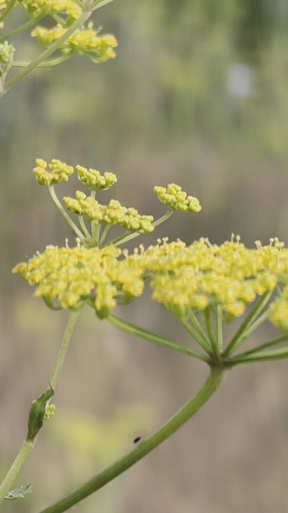 Экватор лета 2025 смотреть онлайн