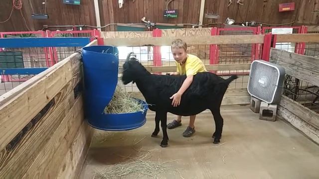 КОЗА. Чешу козу и делаю приятно. Расчесываю шерсть смотреть онлайн