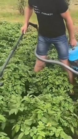Как избавиться от колорадского жука
