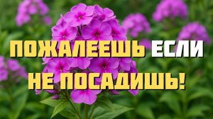 🌸 10 цветов, которые растут 10 лет без пересадки! Неприхотливые и красивые для любой дачи