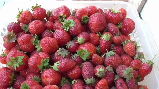 Урожай клубники 80л