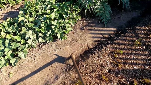 Уход за клубникой после обрезки