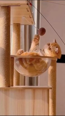 котики