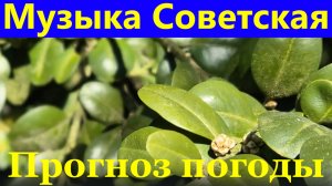 Музыка Советская Прогноз погоды релакс Сочи Дендрарий 1