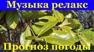 Музыка релакс Советская Прогноз погоды Сочи Дендрарий 2