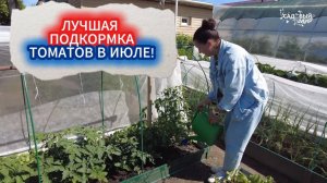 ПОДКОРМКА ТОМАТОВ В ИЮЛЕ — ВОЛШЕБНЫЕ ТАБЛЕТКИ ДЛЯ НАЛИВА КРУПНЫХ  И СЛАДКИХ ПОМИДОРОВ. НОВИНКА!