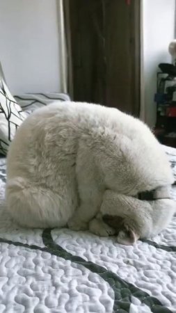 Во как спят, когда хотят!