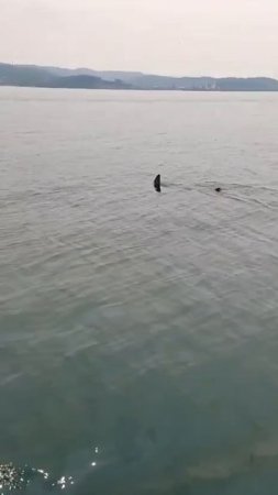 В сети появилось видео, как «трёхметровая акула кружит возле туристических баз» в Большом Камне