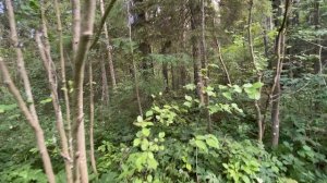 По незнакомой тропинке в глубинку леса DenBan4