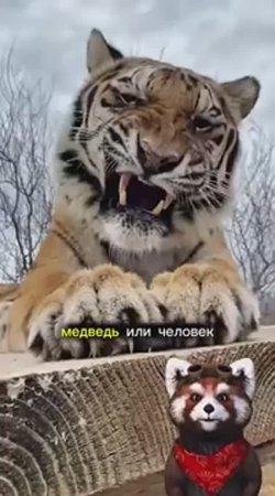 Тигр это ....🤣