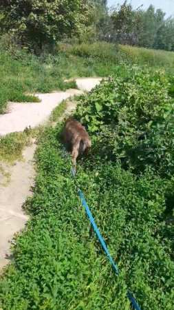 ТАШКЕНТ #Шереметьевский   #приют
Просто гуляем