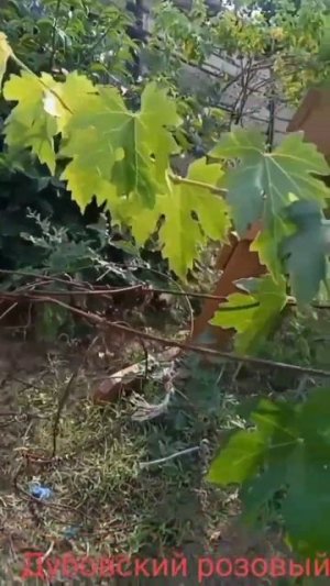 Виноград ДУБОВСКИЙ РОЗОВЫЙ
