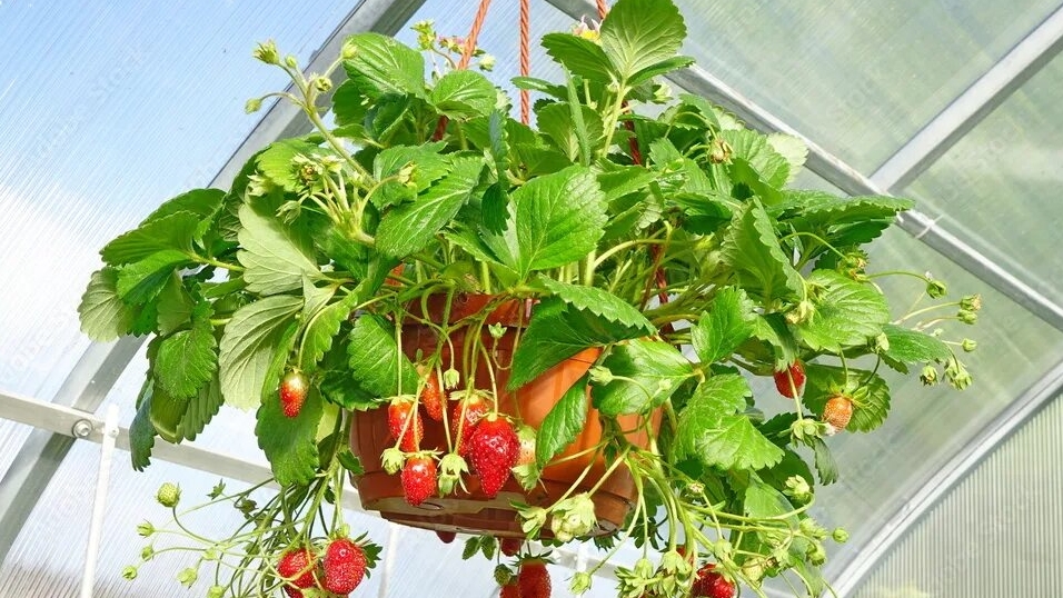 Ампельная земляника в кашпо 🍓🍓🍓