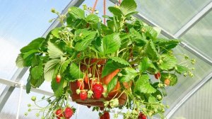Ампельная земляника в кашпо 🍓🍓🍓