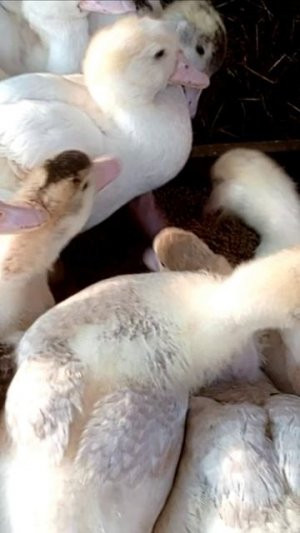 Кормлю утят Раменским комбикормом