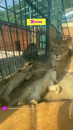 В парке Ставрополя подросшие львята отдыхают после сытного мясного завтрака