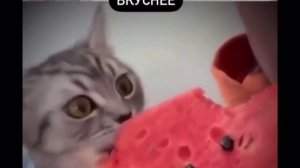 А мякоть то вкуснее