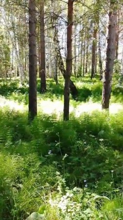 Заросли хвоща в лесу