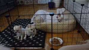 VLOG: ЩЕНКИ ЧИХУАХУА И МЫ!