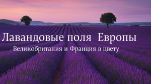 Лавандовые поля Европы — Великобритания и Франция в цвету