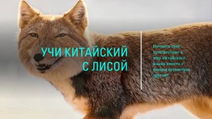 Лапки, ушки и китайский: история одной лисы