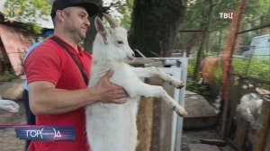 У москвича из Бутово изъяли стадо коз / Город новостей на ТВЦ