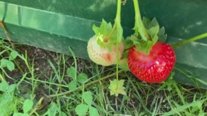Молодая клубничная грядка, календула и фацелия - для органического удобрения.