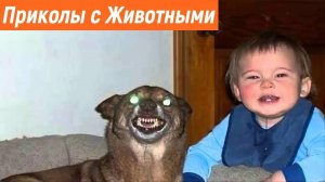 СМЕШНЫЕ ВИДЕОПРИКОЛЫ |Смешные видео с животными и людьми | Я РЖАЛ ДО СЛЕЗ|ПОДБОРКА ПРИКОЛОВ