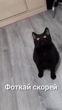 А какие у вас Топ Фраз дома ? #cat #cats #challenge #funny #drole #catlover #catlove #catvideos