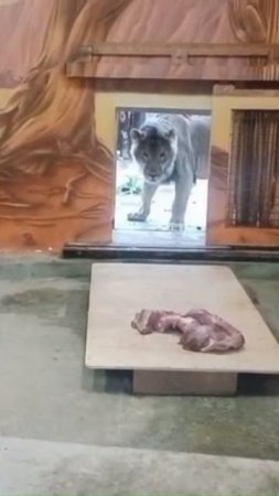 Шерхан осторожно зашел и вынес мясо  15 07 2025 Видео от опрекуна Светланы