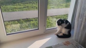 Муська сама по себе