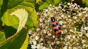 Пестряк пчелиный, или пчеложук обыкновенный (Trichodes apiarius)