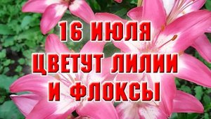 16 июля. Мои лилии и флоксы цветут