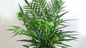 №104. Аглоаморфа Коронанс.