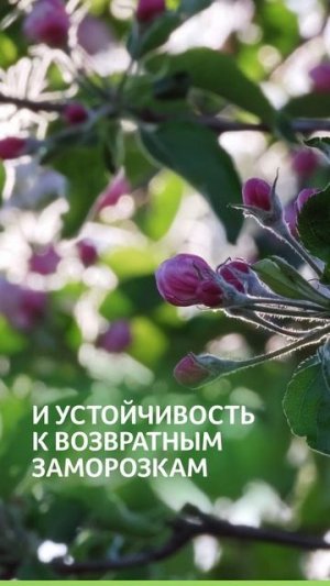 Как помочь растениям справиться с болезнями и стрессом?