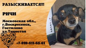 Пропала собака! РИЧИ. Московская обл , г. Воскресенск