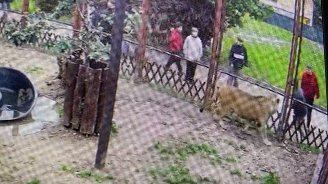 Вот и вечер наступил (Ф.Й.  Гайдн Симфония № 8 соль мажор. Вечер)