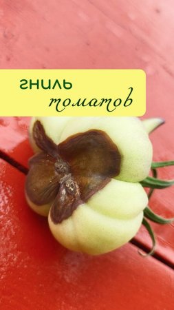 Вершинная ГНИЛЬ ТОМАТОВ
