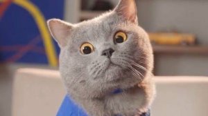 видео про кота под именем майкл