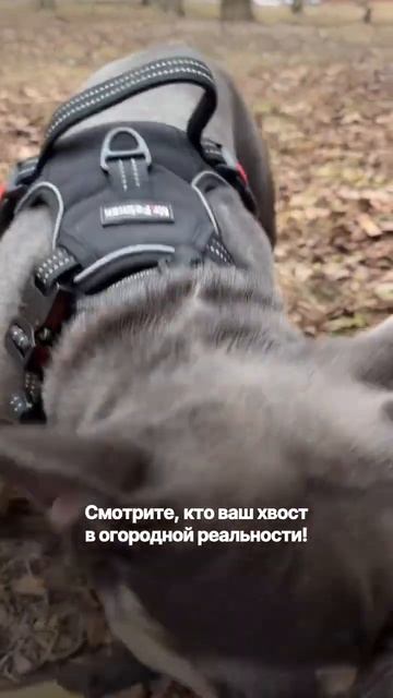 А кто ваш хвостик в цветочно-овощной реальности? #gpsтре смотреть онлайн