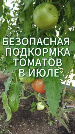 ЖИРОВАНИЕ ТОМАТОВ НАЧАЛОСЬ! БЕЗОПАСНЫЕ ПОДКОРМКИ ТОМАТОВ В ИЮЛЕ!