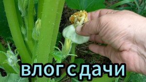 Влог с дачи / Очумелые