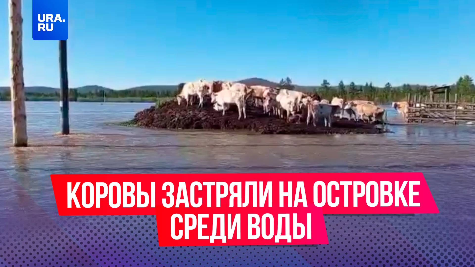 Коровы забрались на холм, спасаясь от наводнения в Якутии