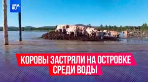 Коровы забрались на холм, спасаясь от наводнения в Якутии