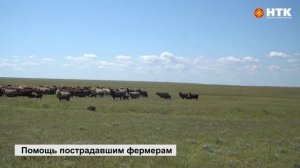Минсельхоз обеспечит кормами пострадавшие хозяйства Целинного района