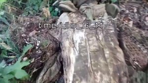 Каждый день наши бойцы натыкаются в лесах на брошенные трупы укропских вояк