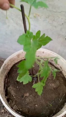 Арбуз Оранж Кинг 17.07.2025г.  Small Garden's