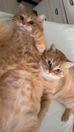 котики